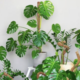 Moss Pole for Climbing Indoor Plants – Trellis Stake Support for Monstera & Potted Houseplants