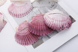 Natural Beach Wedding Shell Place Card Holders (Pack of 10)