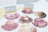 Natural Shell Conch Place Card Photo Holder Beach Wedding